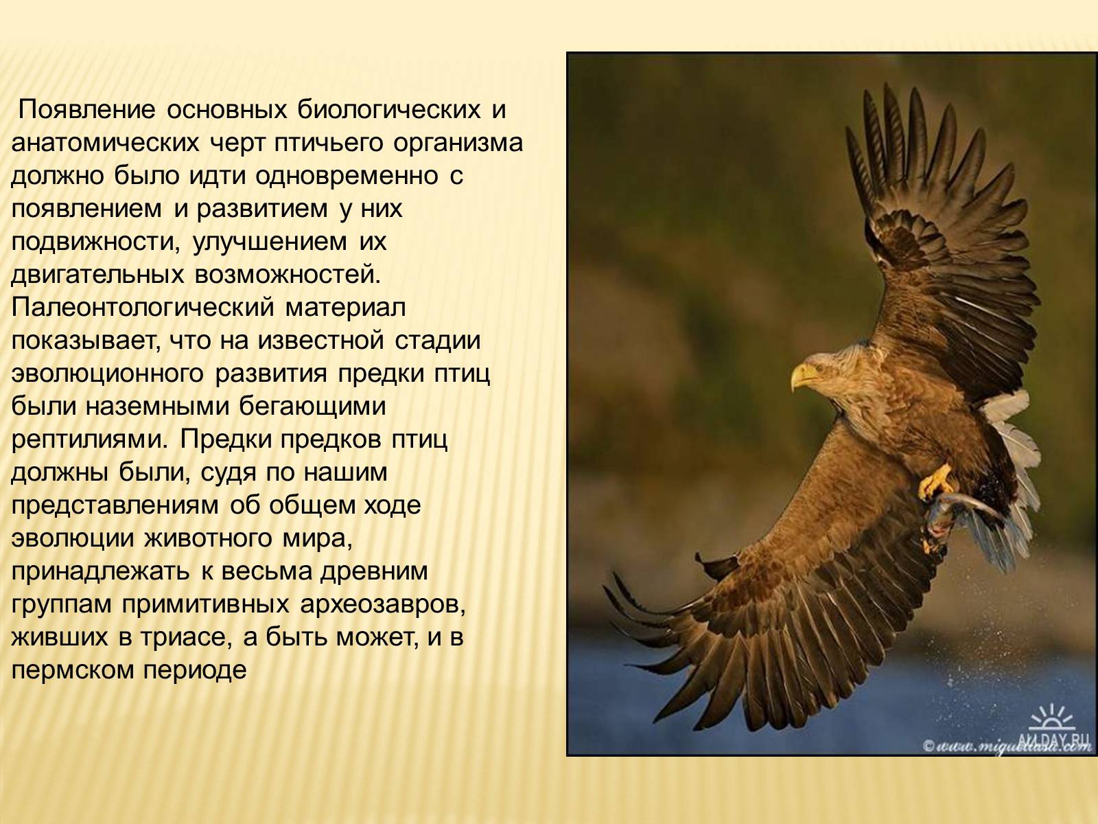 Презентація на тему «Птицы» (варіант 3) - Слайд #20