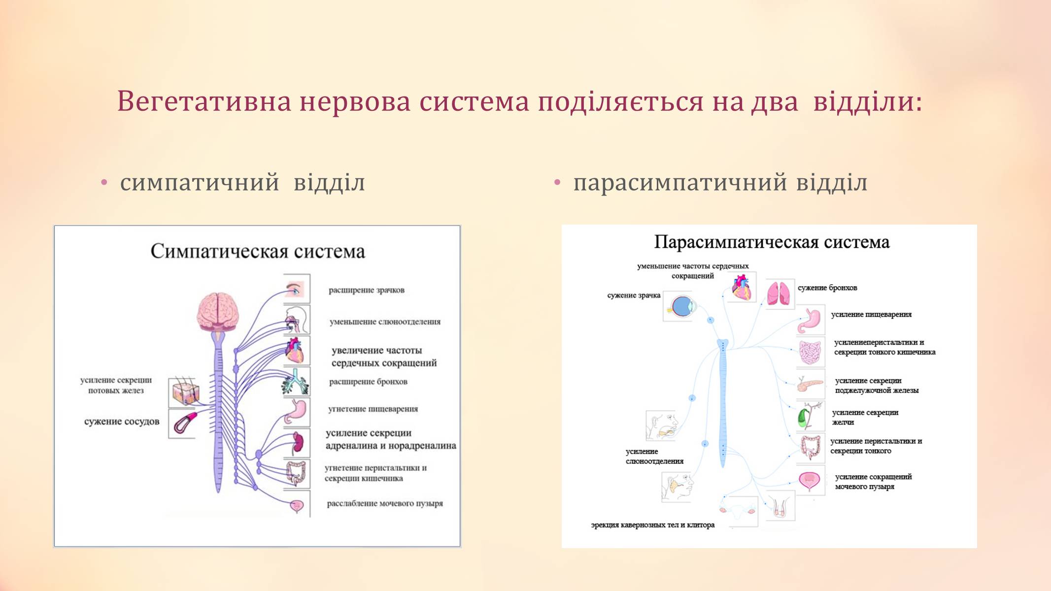 Презентація на тему «Вегетативна нервова система» - Слайд #3