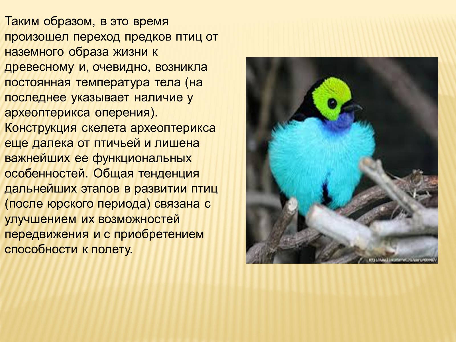 Презентація на тему «Птицы» (варіант 3) - Слайд #23