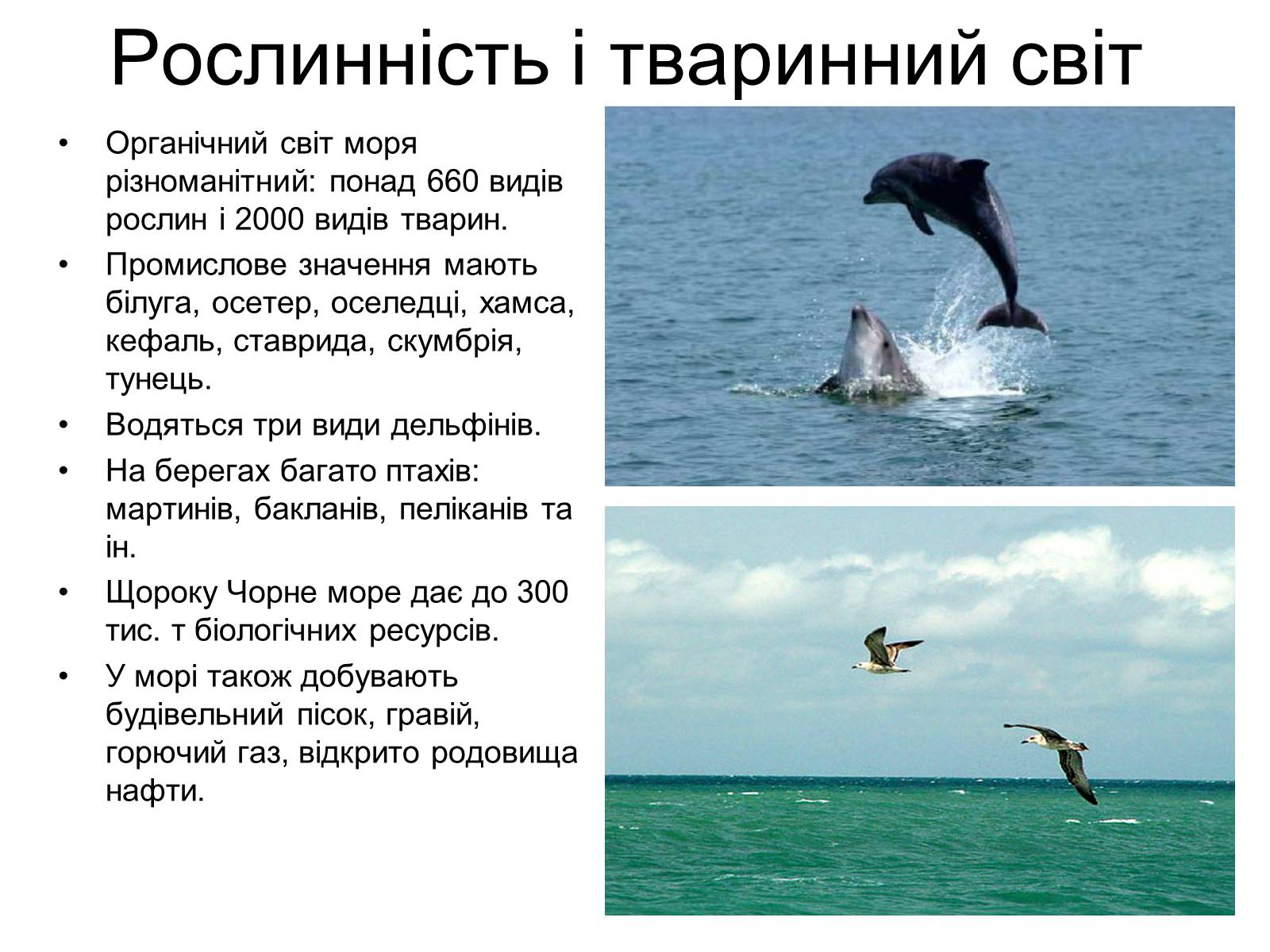 Тваринний та рослинний світ чорного моря