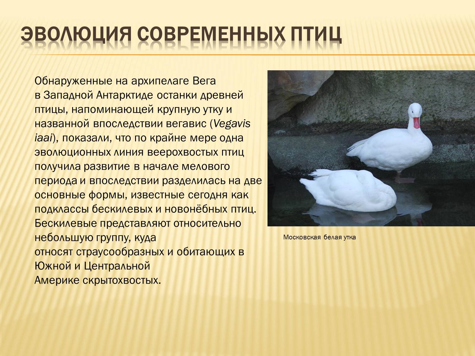 Презентація на тему «Птицы» (варіант 3) - Слайд #31