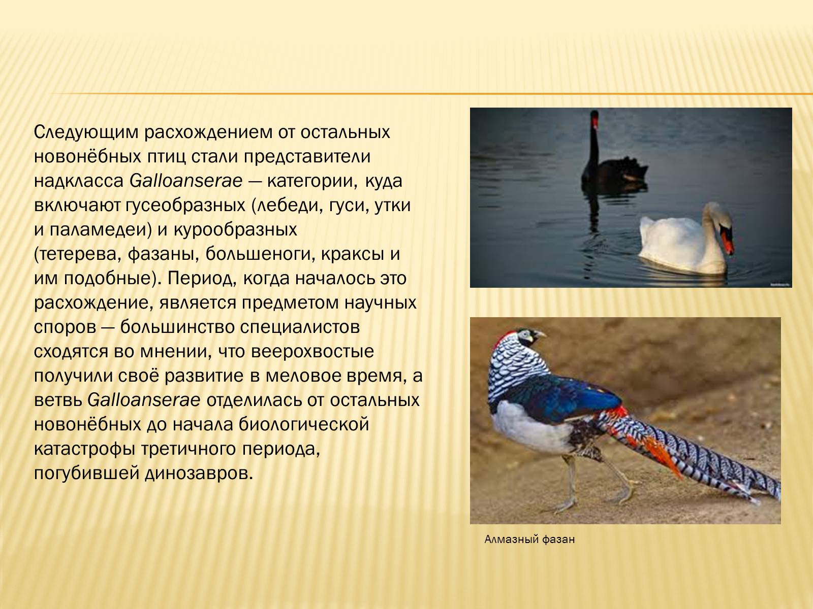 Презентація на тему «Птицы» (варіант 3) - Слайд #32