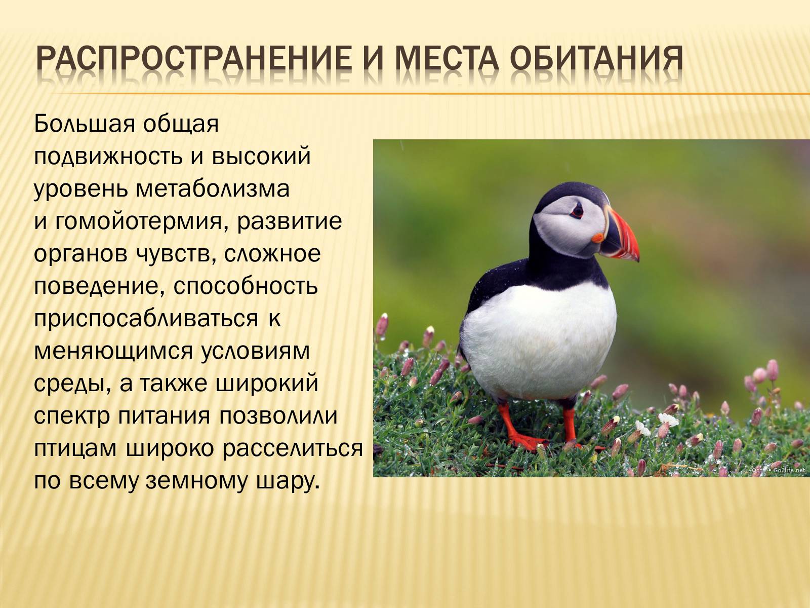 Презентація на тему «Птицы» (варіант 3) - Слайд #34