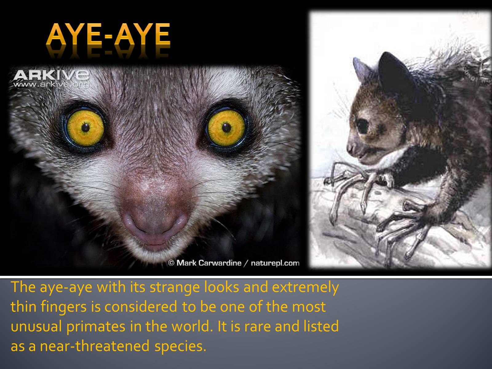 Презентація на тему «Aye-Aye» - Слайд #3