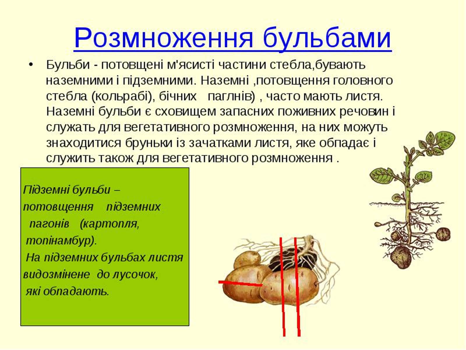 Презентація на тему «Вегетативне розмноження рослин» - Слайд #4