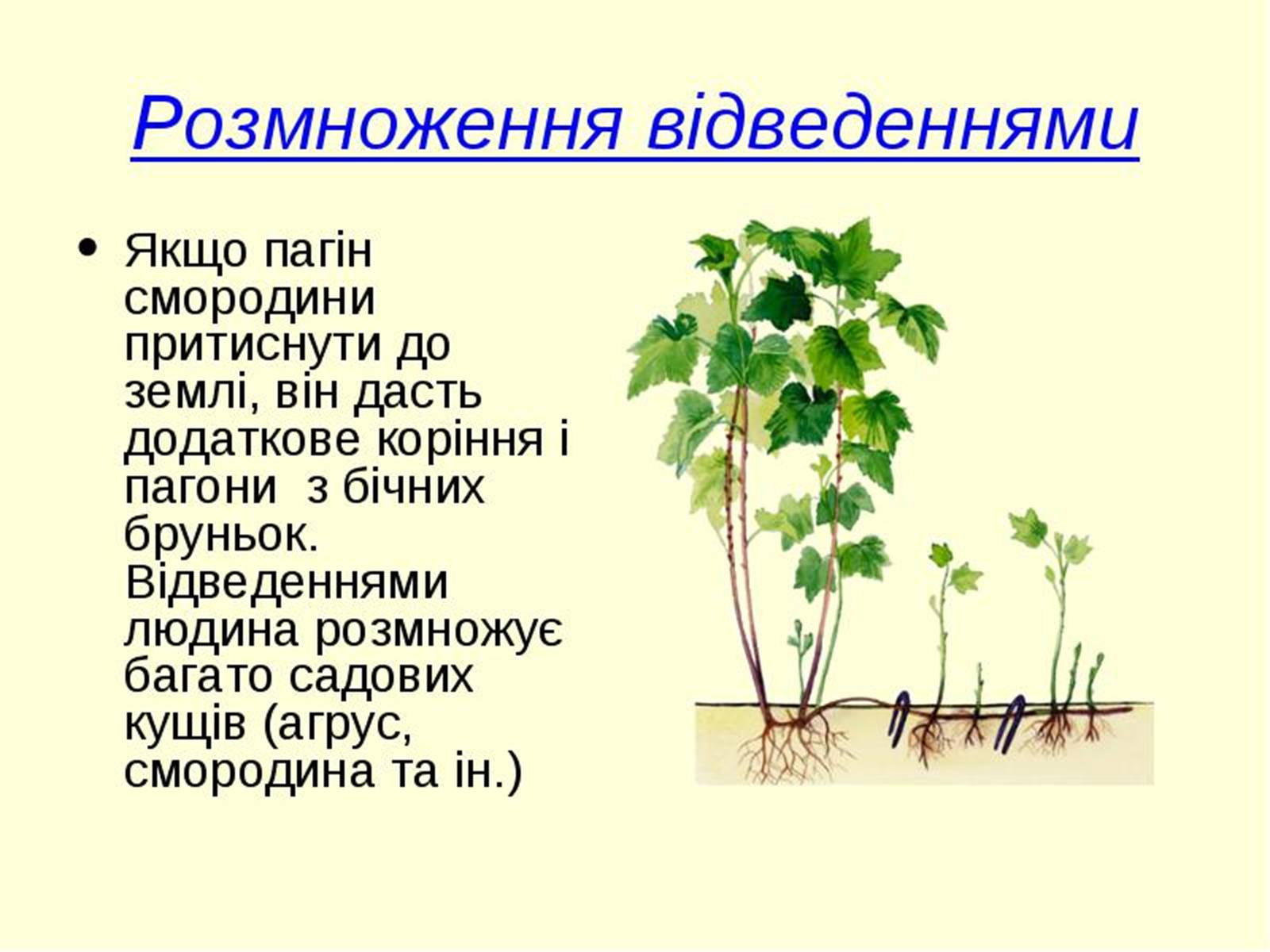 Презентація на тему «Вегетативне розмноження рослин» - Слайд #8