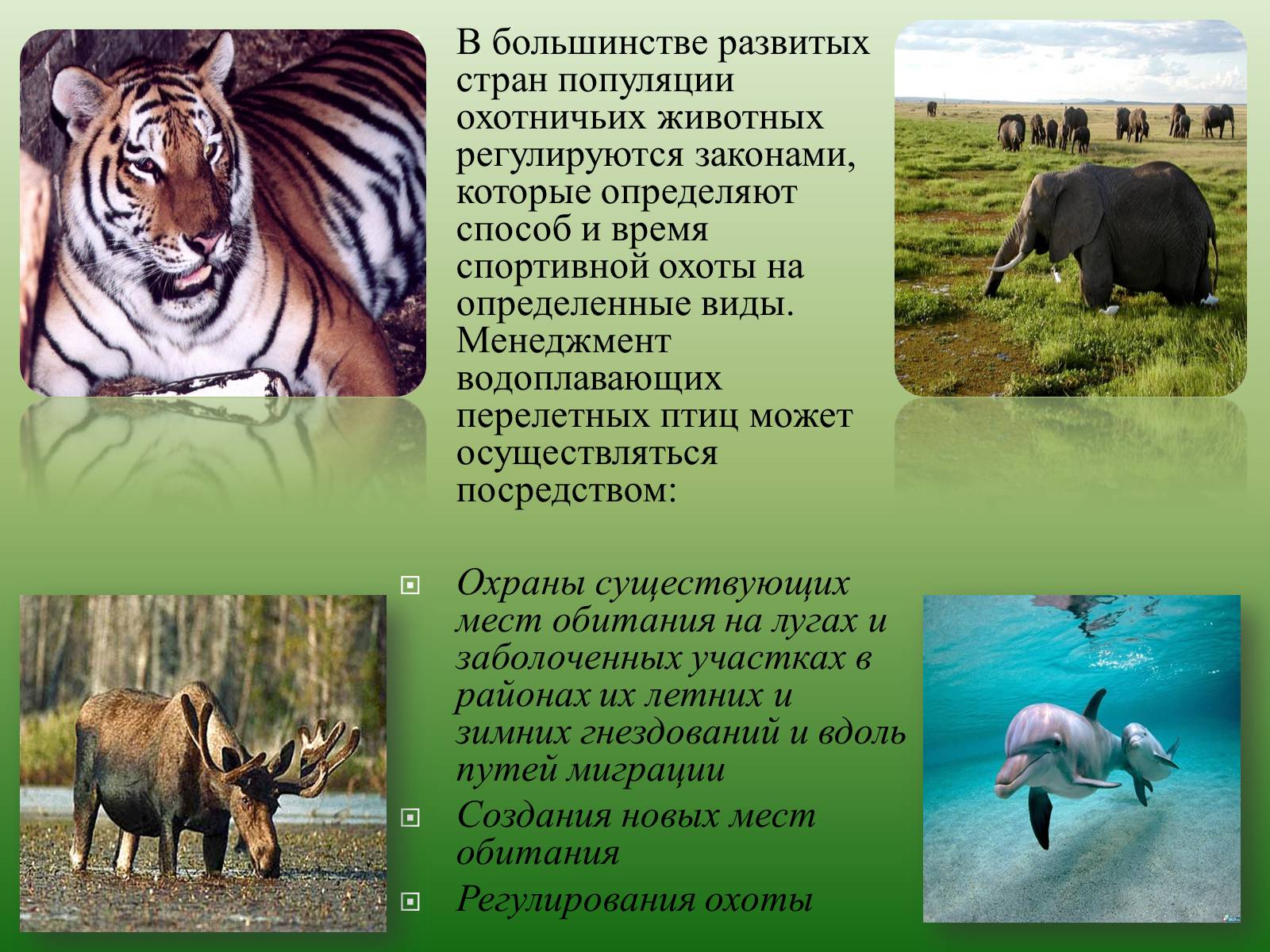 Живой мир доклад. Охрана животных презентация. Доклад на тему охрана животных. Сохранение исчезающих видов животных и растений.
