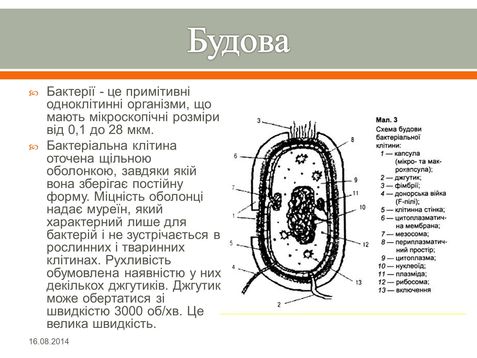 Презентація на тему «Бактерії» (варіант 1) - Слайд #7