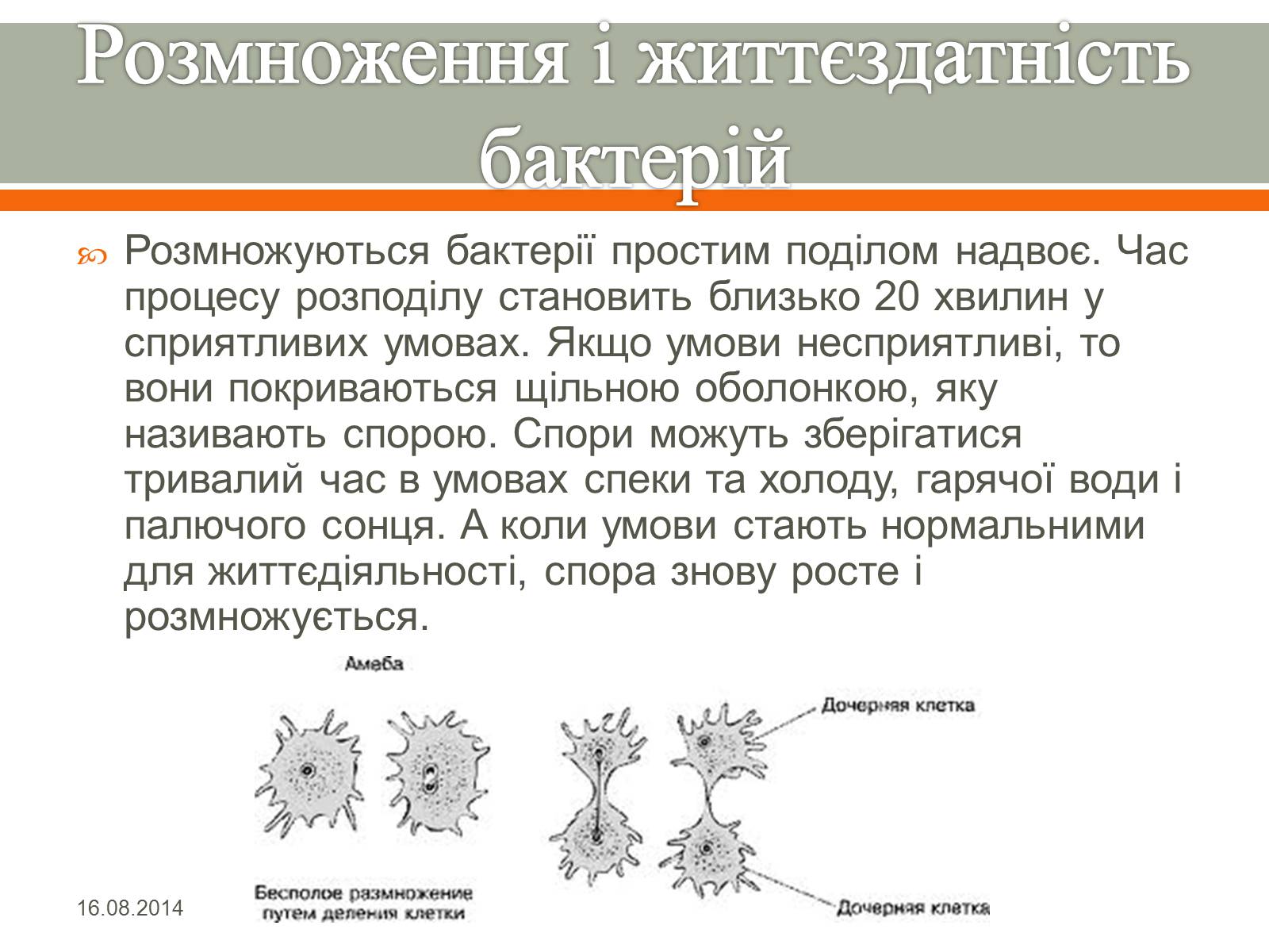 Презентація на тему «Бактерії» (варіант 1) - Слайд #9