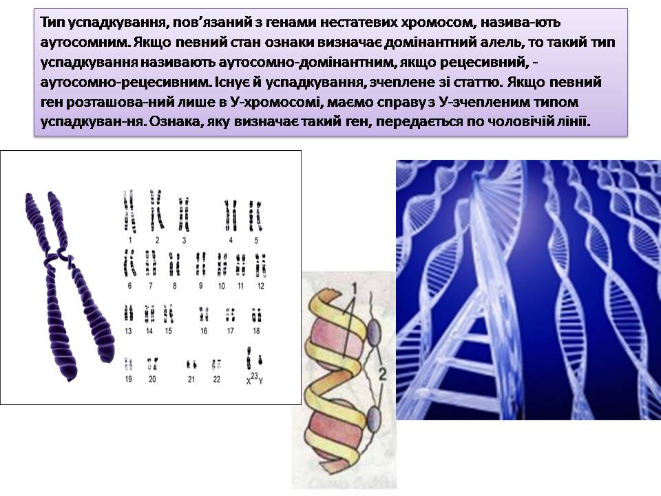 Презентація на тему «Генетика людини» (варіант 6) - Слайд #4