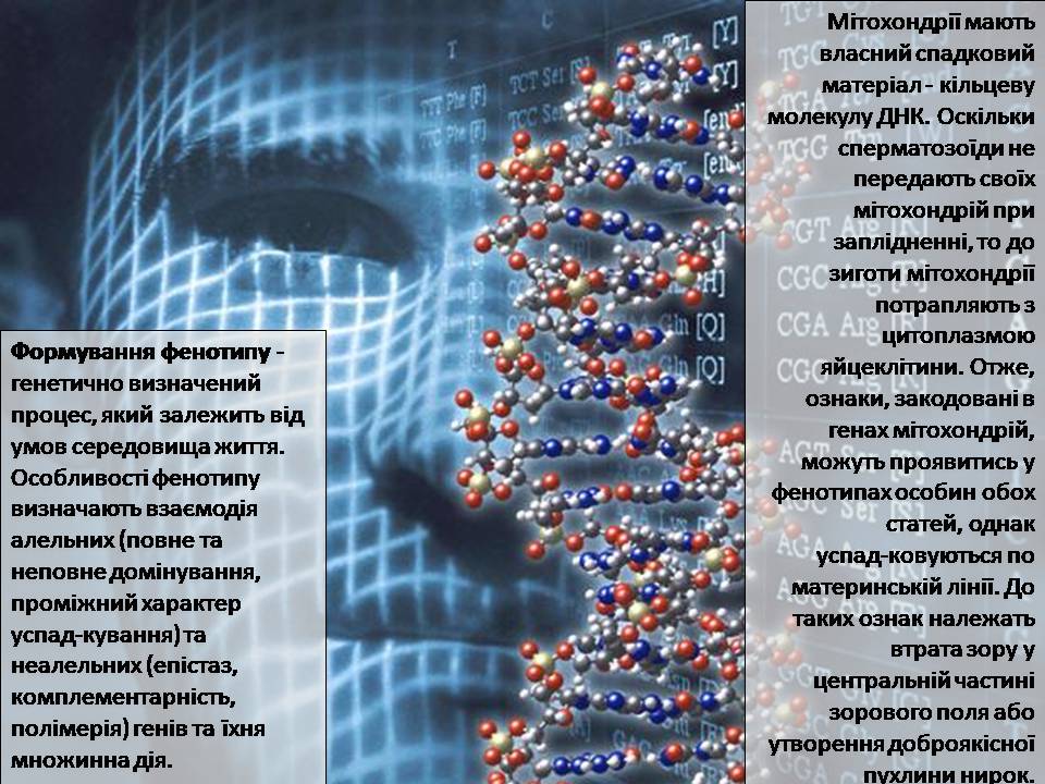 Презентація на тему «Генетика людини» (варіант 6) - Слайд #5