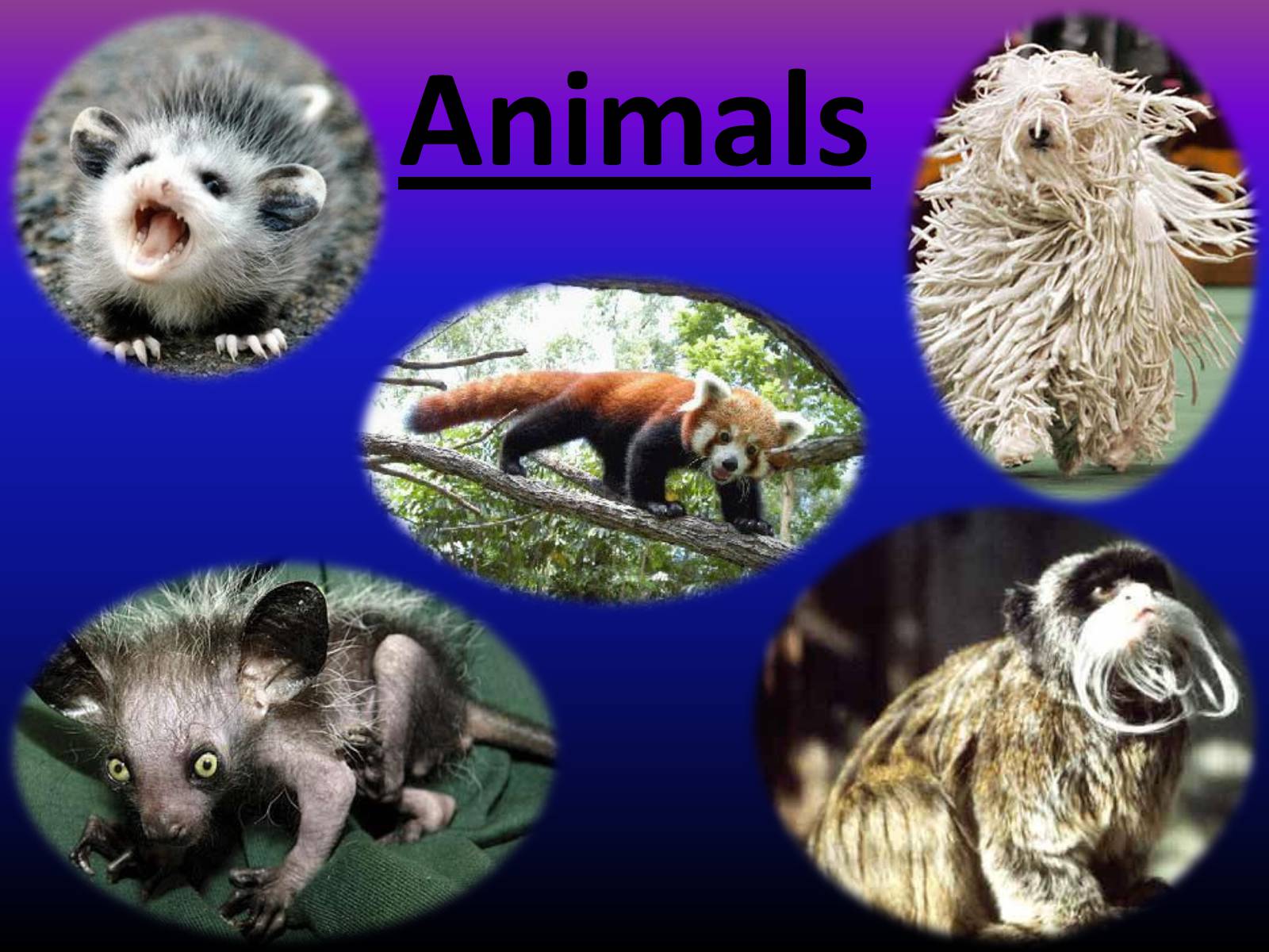 Презентація на тему «Animals» (варіант 1) - Слайд #1