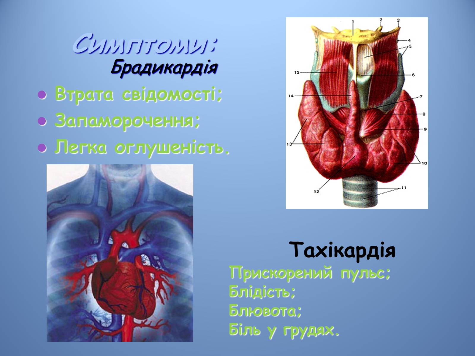 Презентація на тему «Порушення діяльності серцево-судинної системи» - Слайд #12