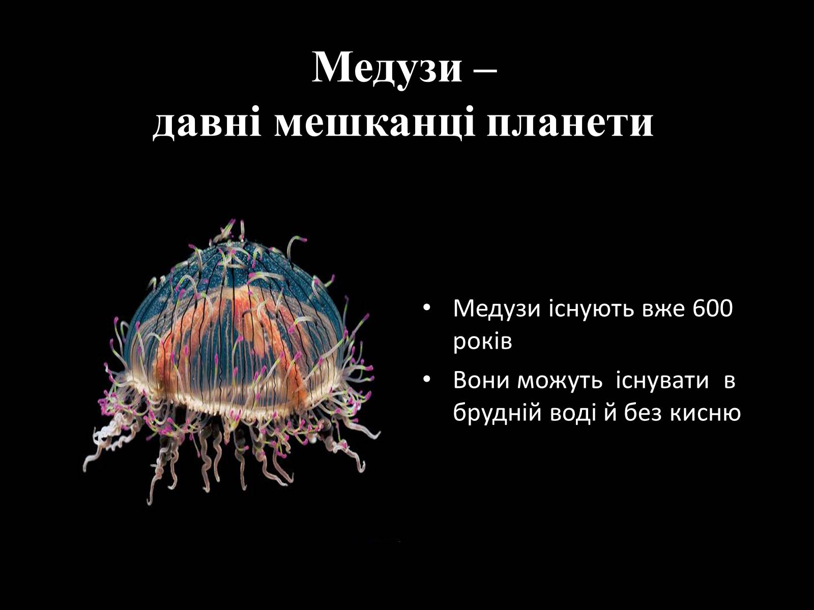 Презентація на тему «Медузи» (варіант 1) - Слайд #2