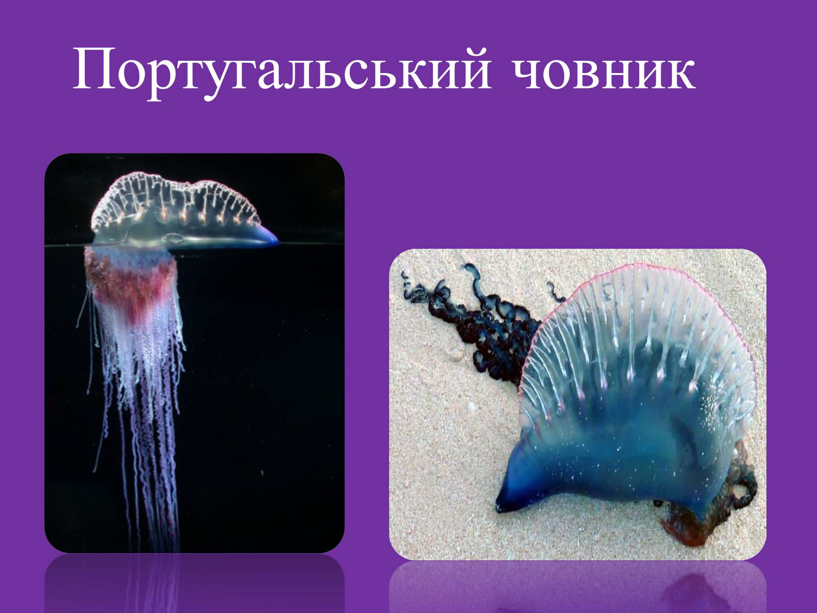 Презентація на тему «Медузи» (варіант 1) - Слайд #6