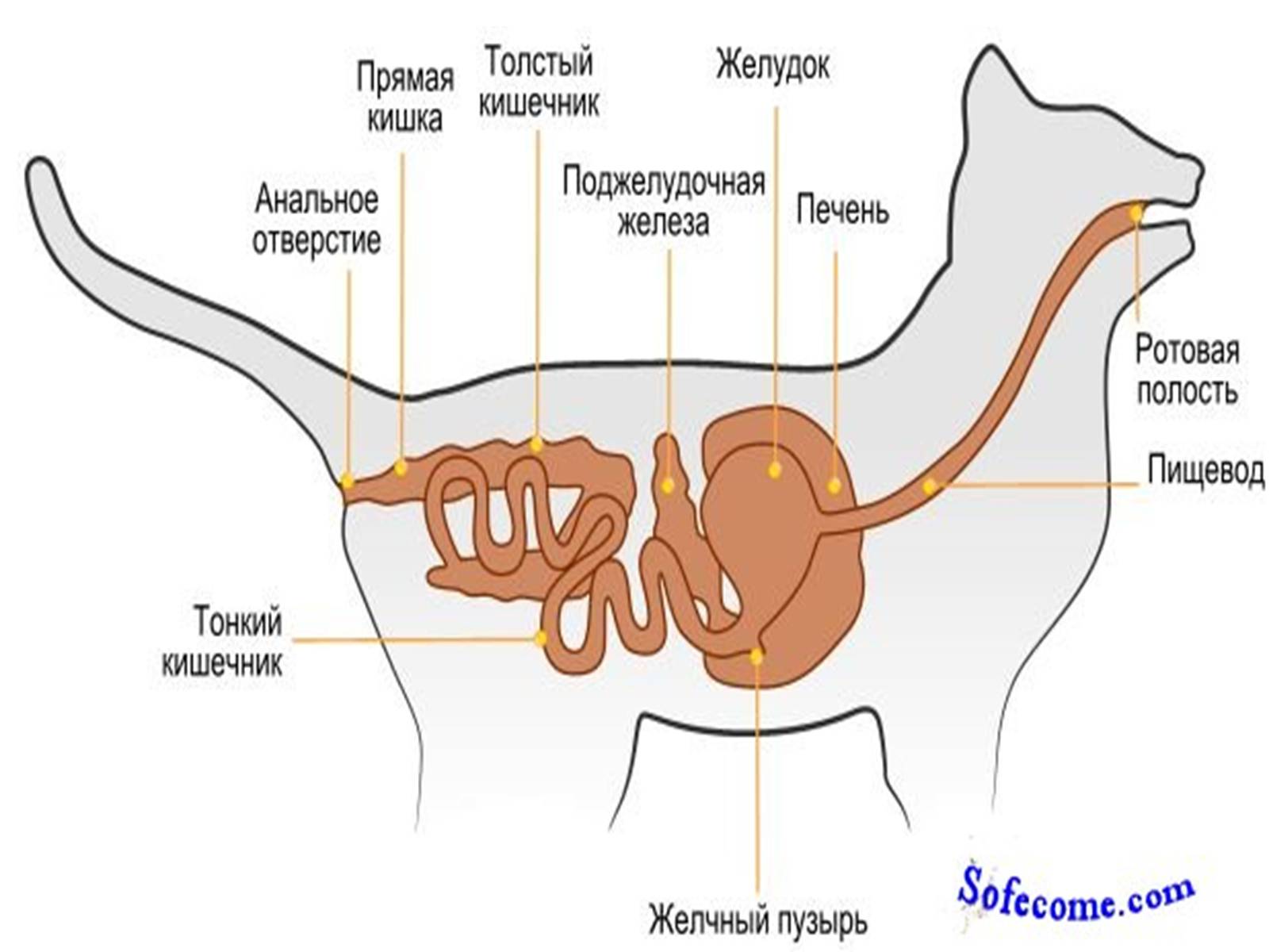 Строение кишечника кошки схема