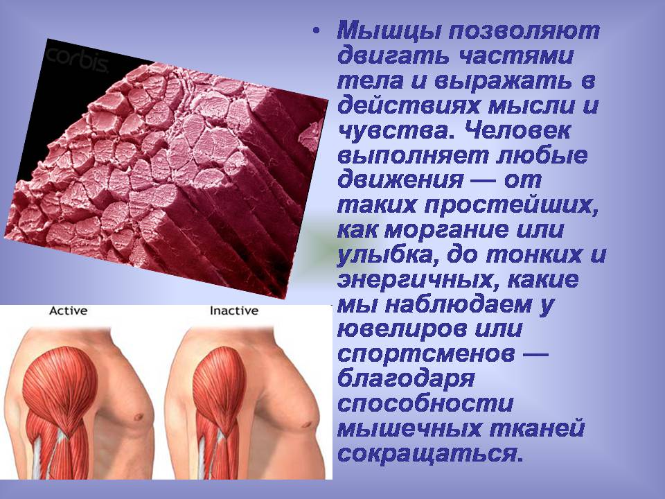 Презентація на тему «Мышцы. Строение мышечной ткани» - Слайд #3