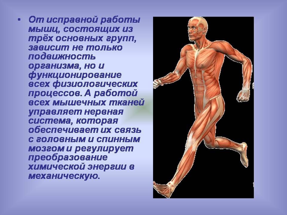 Презентація на тему «Мышцы. Строение мышечной ткани» - Слайд #4