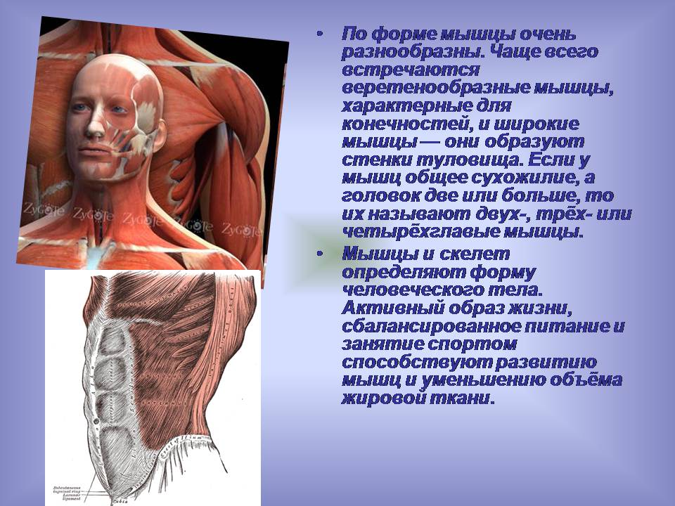 Презентація на тему «Мышцы. Строение мышечной ткани» - Слайд #5