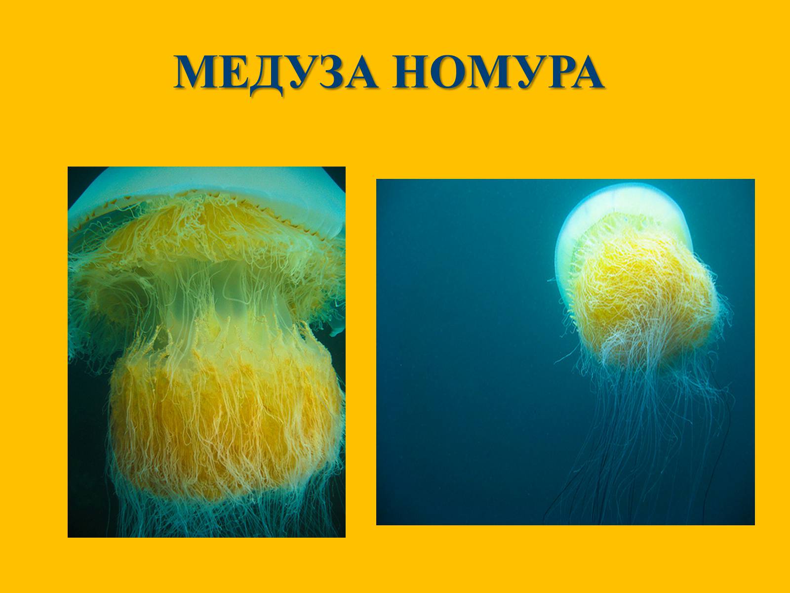 Медуза Номура (Nemopilema nomurai)