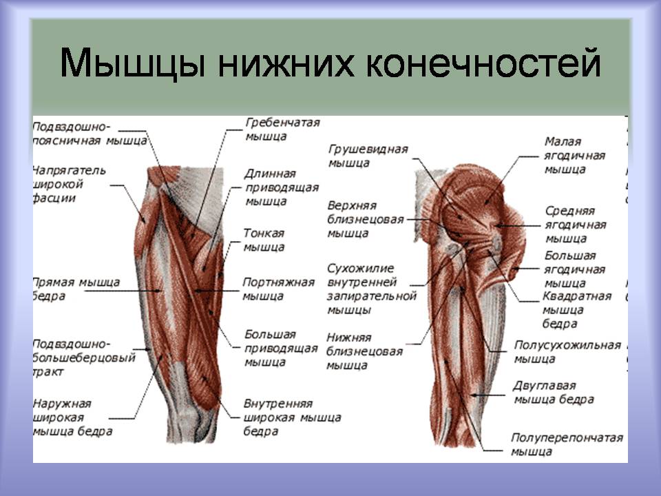 Презентація на тему «Мышцы. Строение мышечной ткани» - Слайд #10