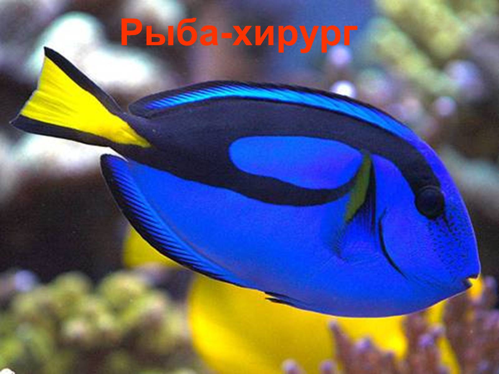 Большие красивые рыбы. Голубой хирург (Paracanthurus hepatus). Хирург Королевский хепатус. Рыба хирург голубой Королевский. Рыбка хирург голубая дори.