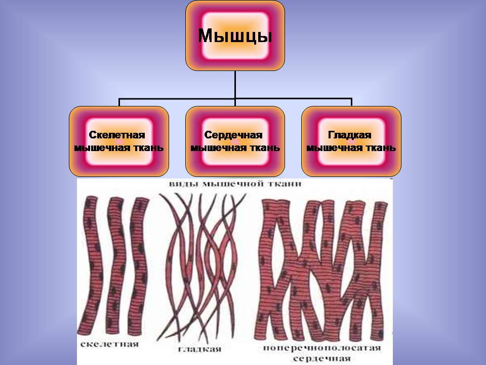 Как называется клетка мышечной ткани. Схема строения мышечной ткани. Ткани животных мышечная ткань. Строение мышечной ткани животных. Схема мышечной ткани человека.