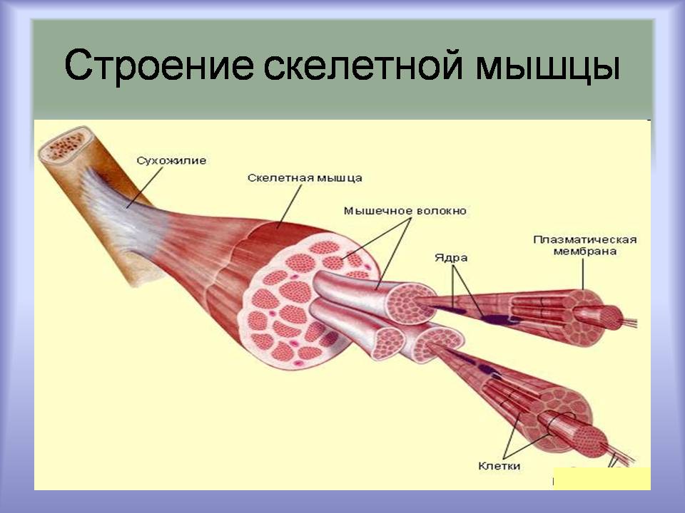 Презентація на тему «Мышцы. Строение мышечной ткани» - Слайд #14