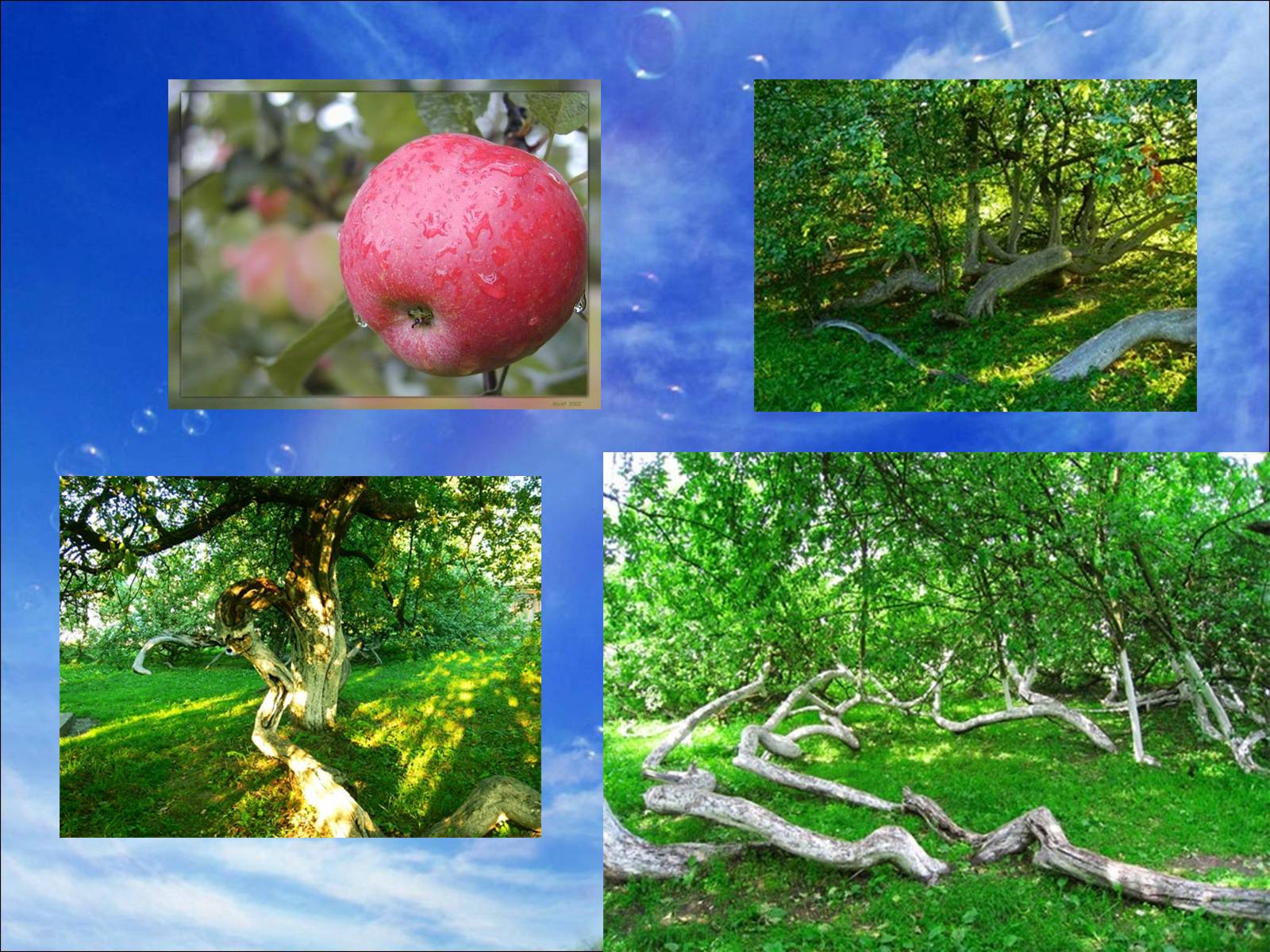 Презентація на тему «7 природних чудес Сумщини» - Слайд #4