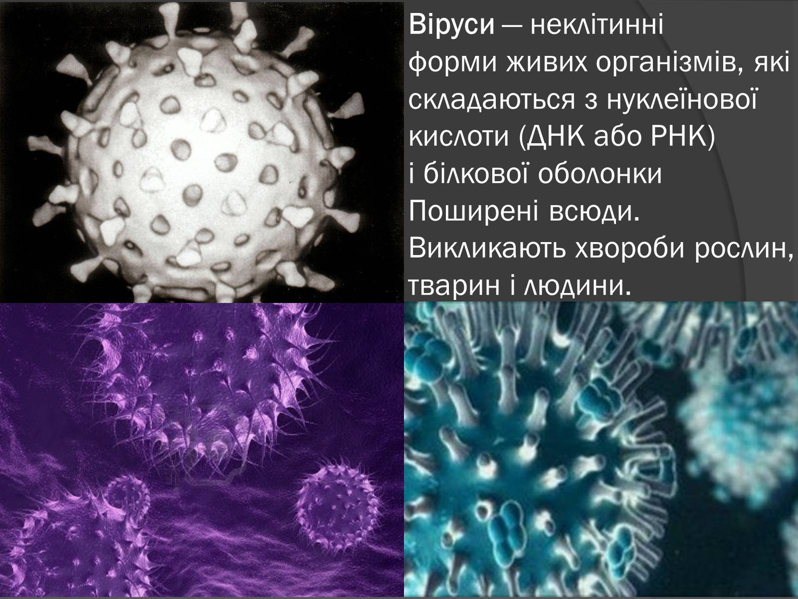 Презентація на тему «Віруси» (варіант 8) - Слайд #2
