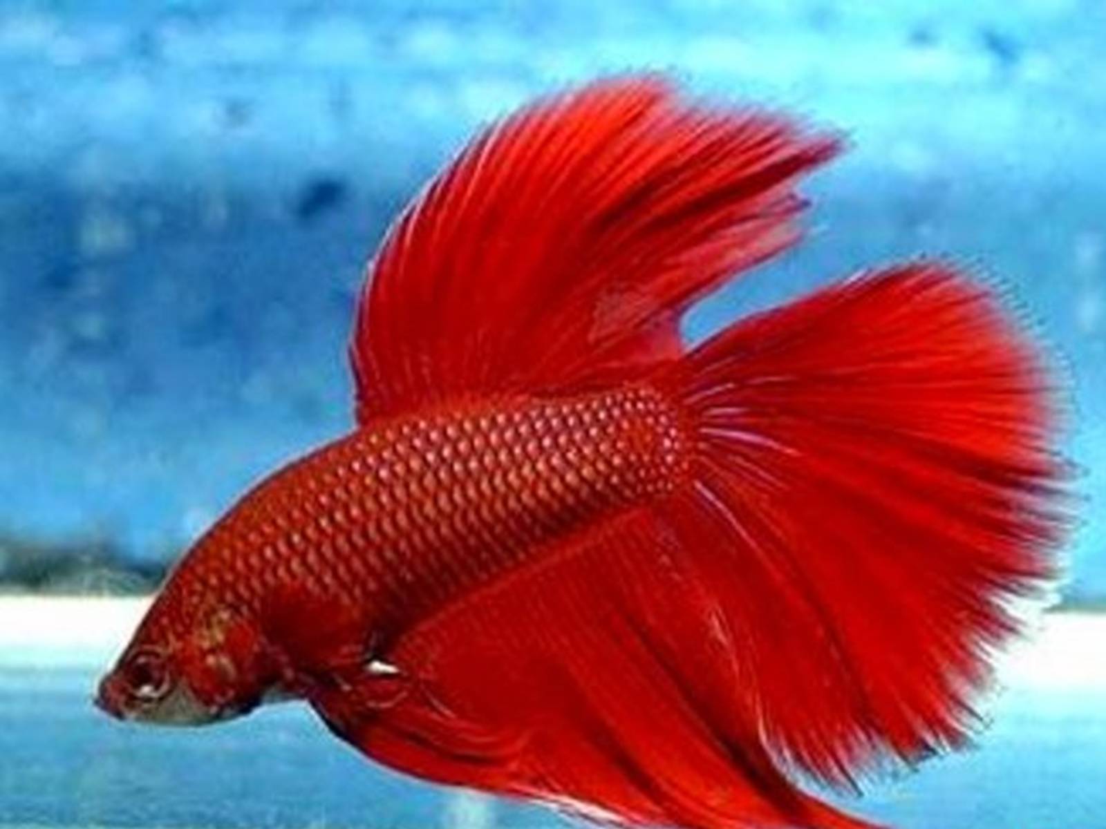 Красная рыбка с пушистым хвостом