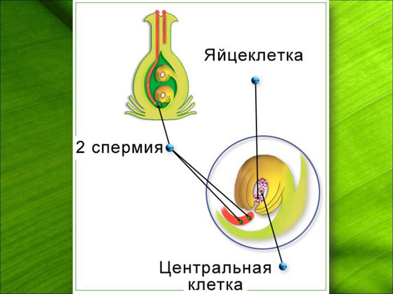 Двойное оплодотворение яйцеклетка спермий