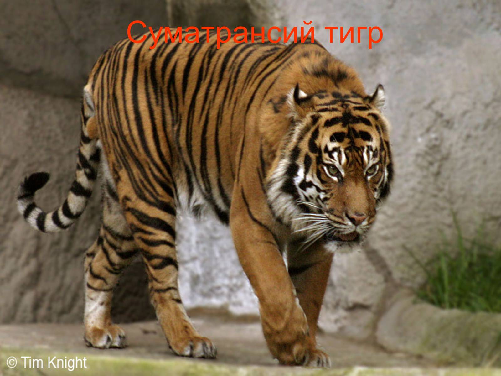 Велотигр. Суматра тигр. Золотой суматранский тигр. Суматранский тигр злой. Индийский тигр.