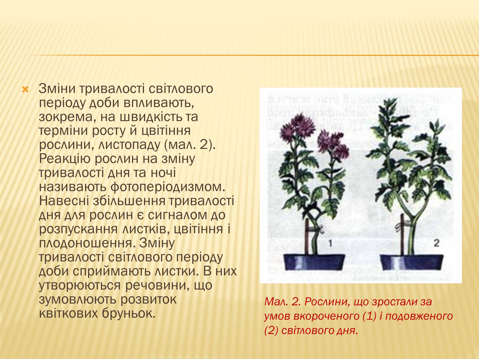 Презентація на тему «Життєвий цикл рослин» (варіант 1) - Слайд #5