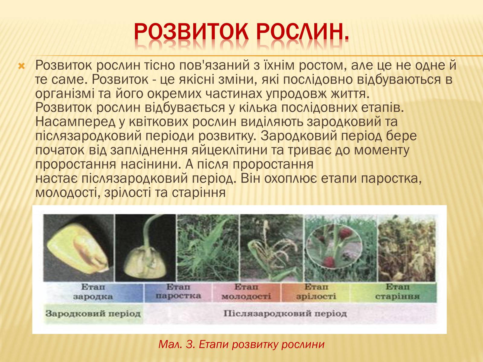 Презентація на тему «Життєвий цикл рослин» (варіант 1) - Слайд #6