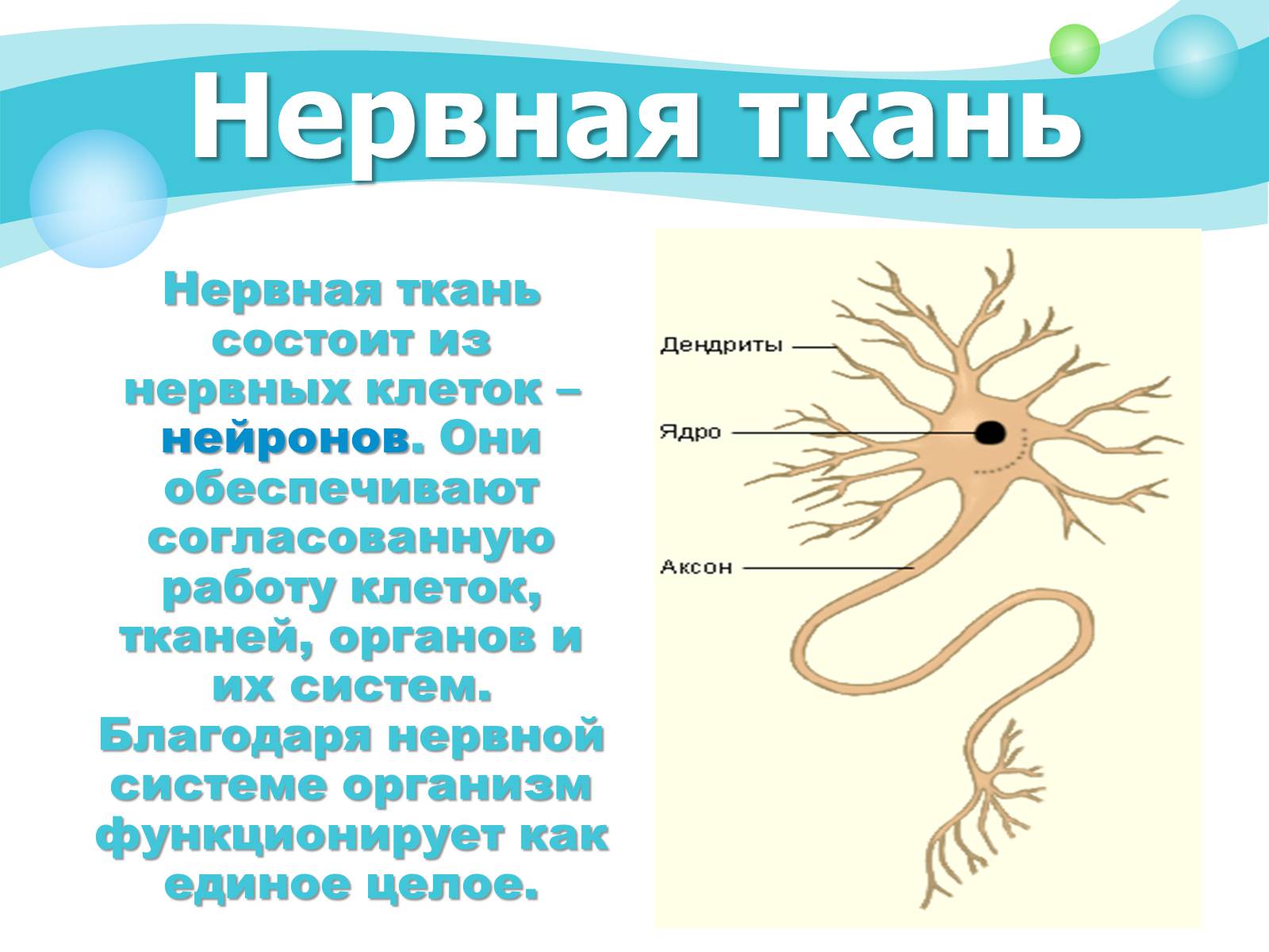 Нервная ткань состоит из