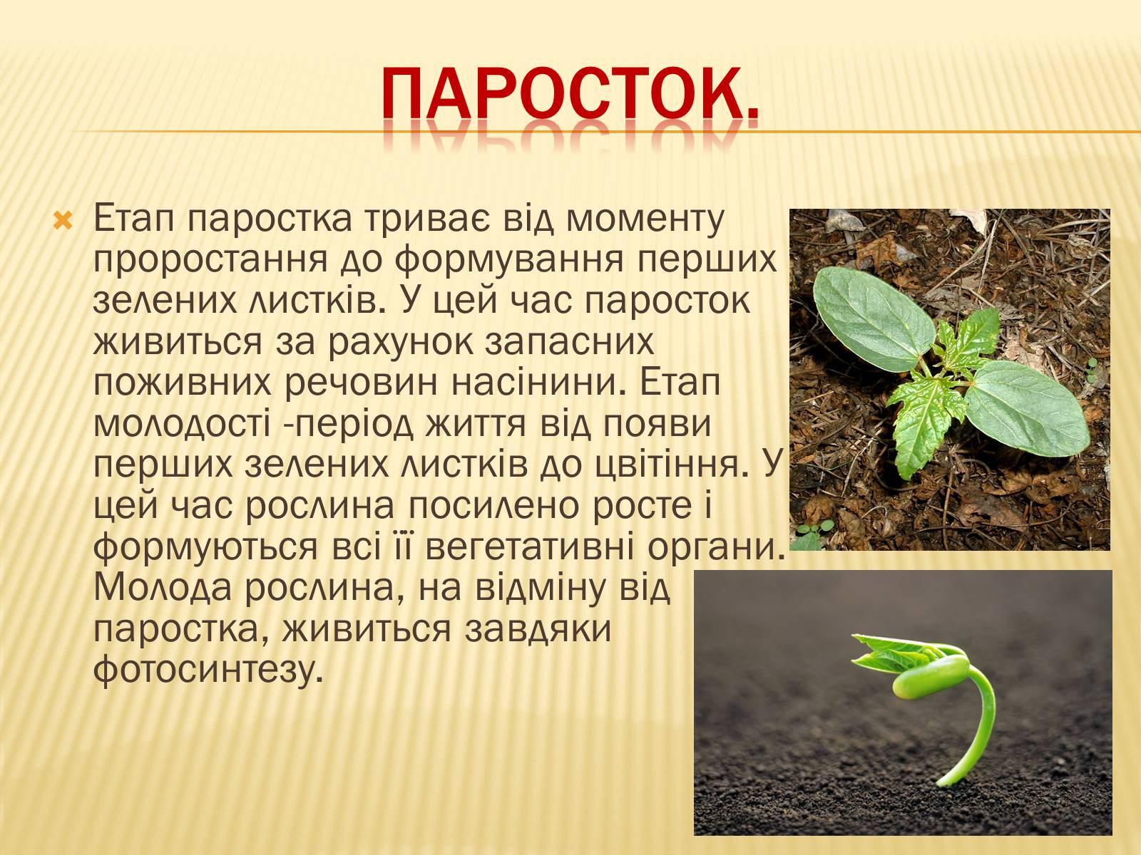 Презентація на тему «Життєвий цикл рослин» (варіант 1) - Слайд #7