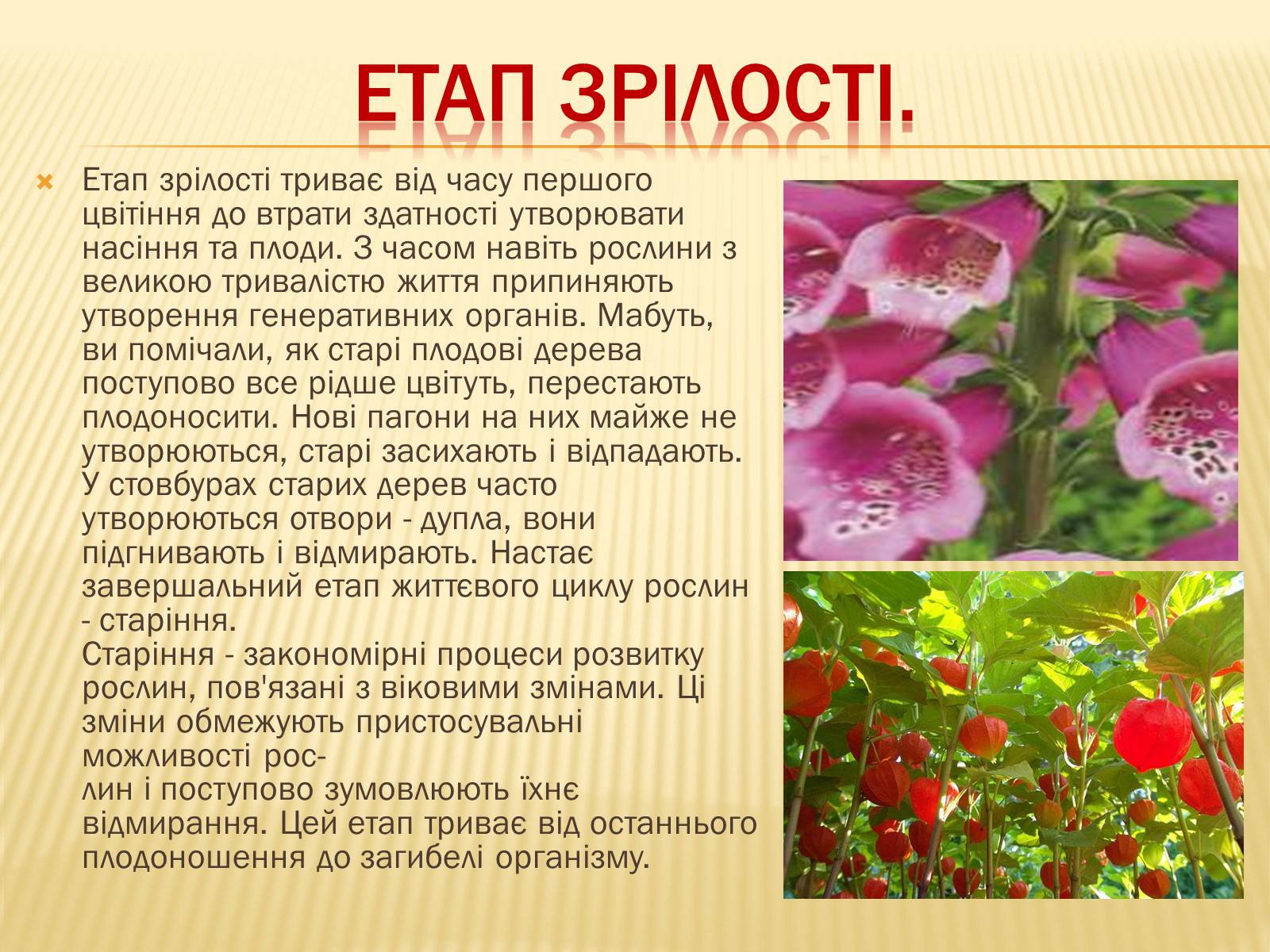 Презентація на тему «Життєвий цикл рослин» (варіант 1) - Слайд #11