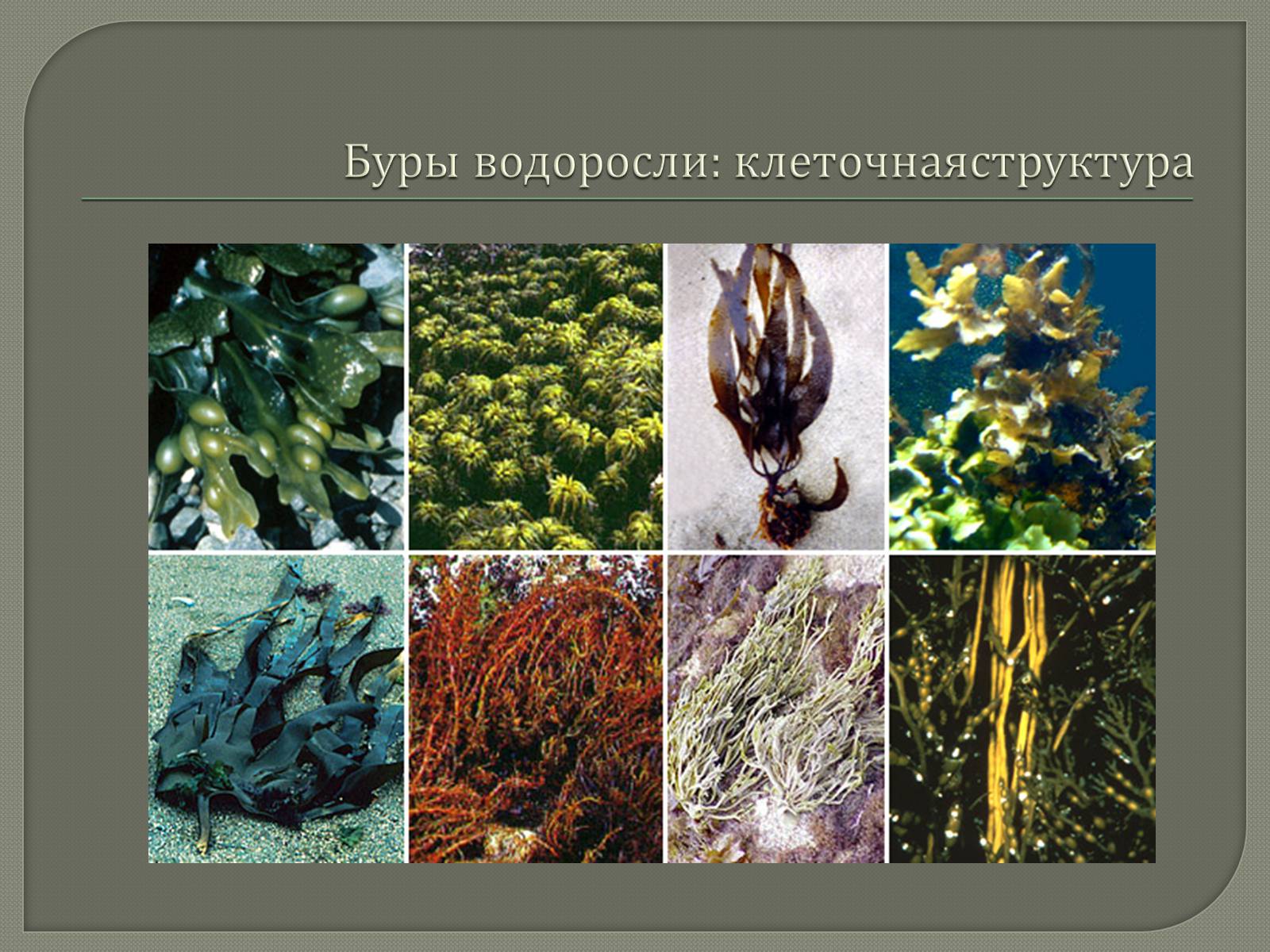Презентація на тему «Представители Бурых и Красных водорослей» - Слайд #3