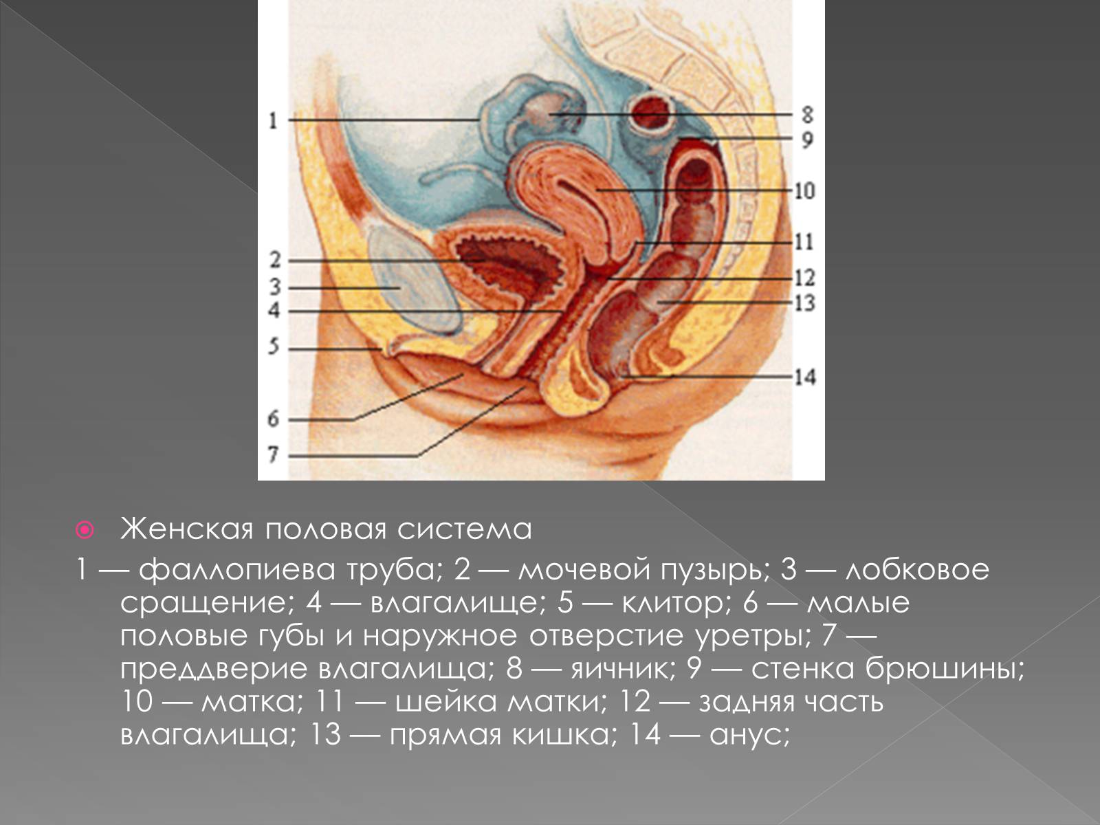 Женская половая труба. Женская половая система анатомия. Наружные женские половые органы. Наружные женские половые органы строение. Анатомия женского влагалища.