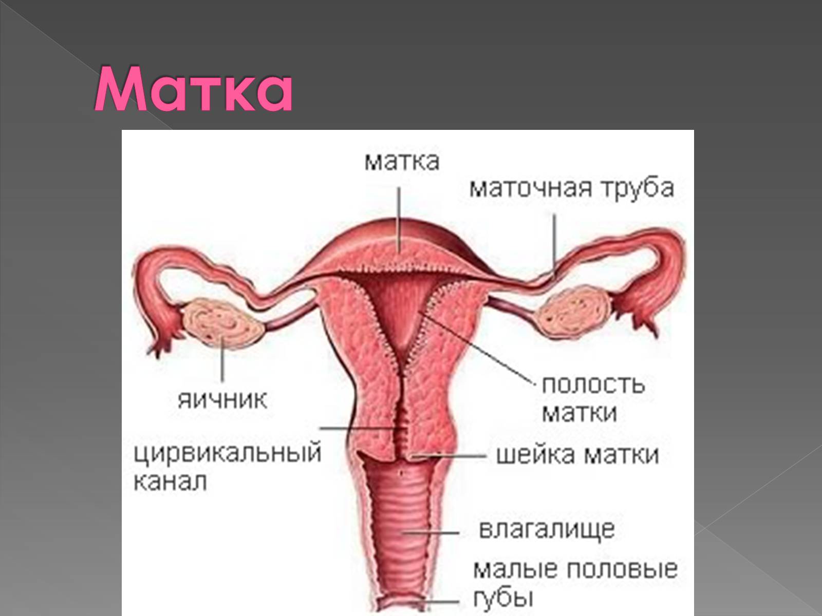 Яичники маточные трубы матка и влагалище