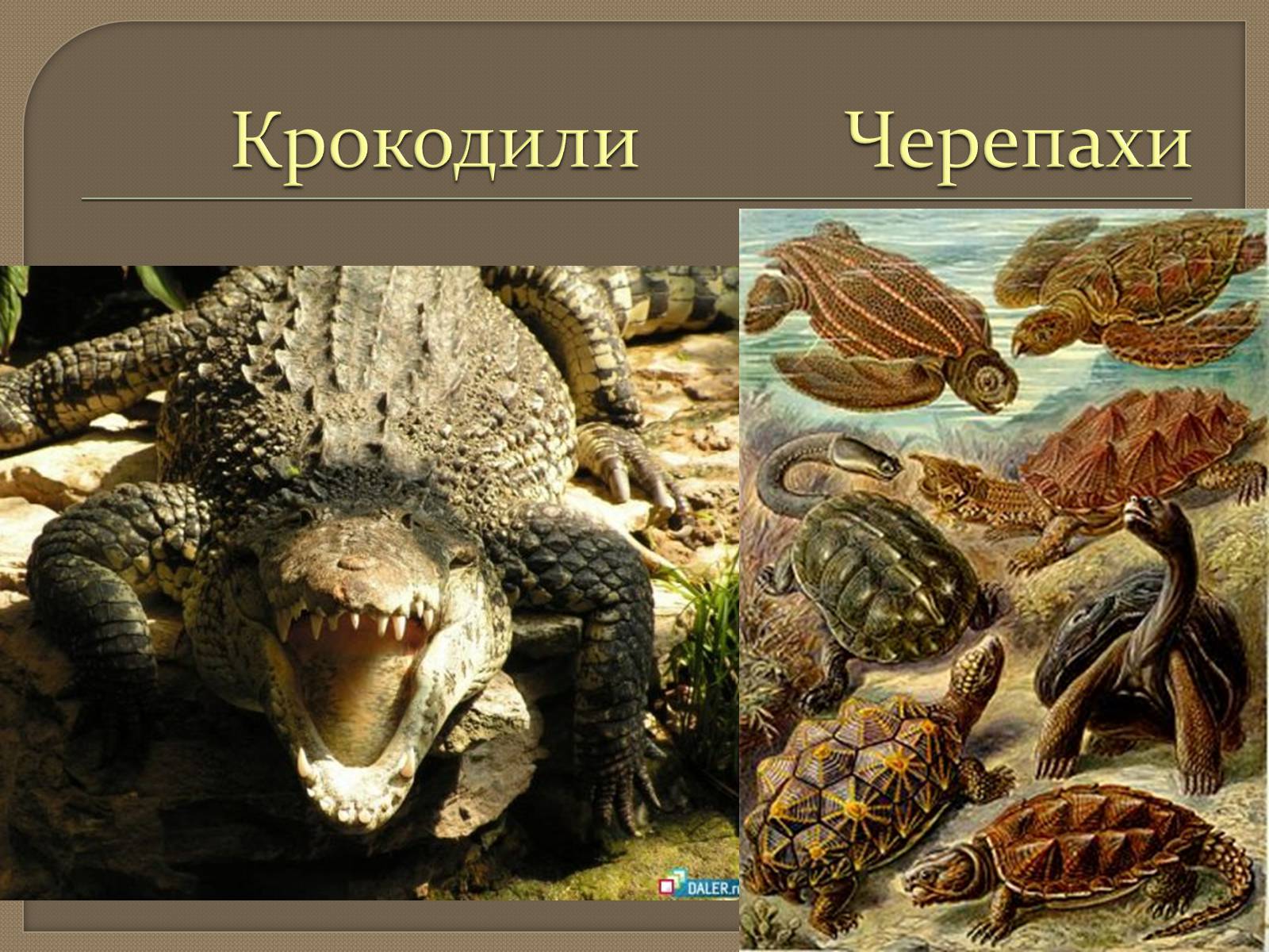 Презентація на тему «Живі легенди - динозаври» - Слайд #8