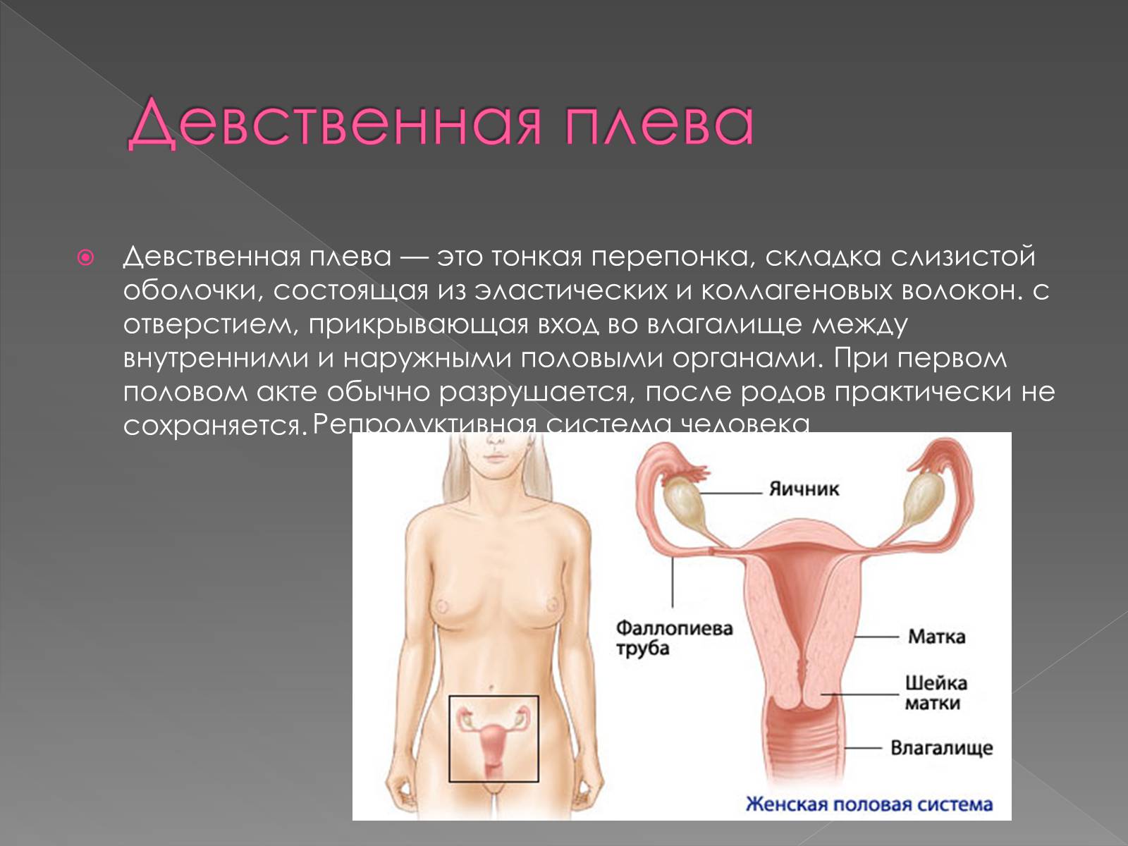 Презентація на тему «Женская половая система» - Слайд #14