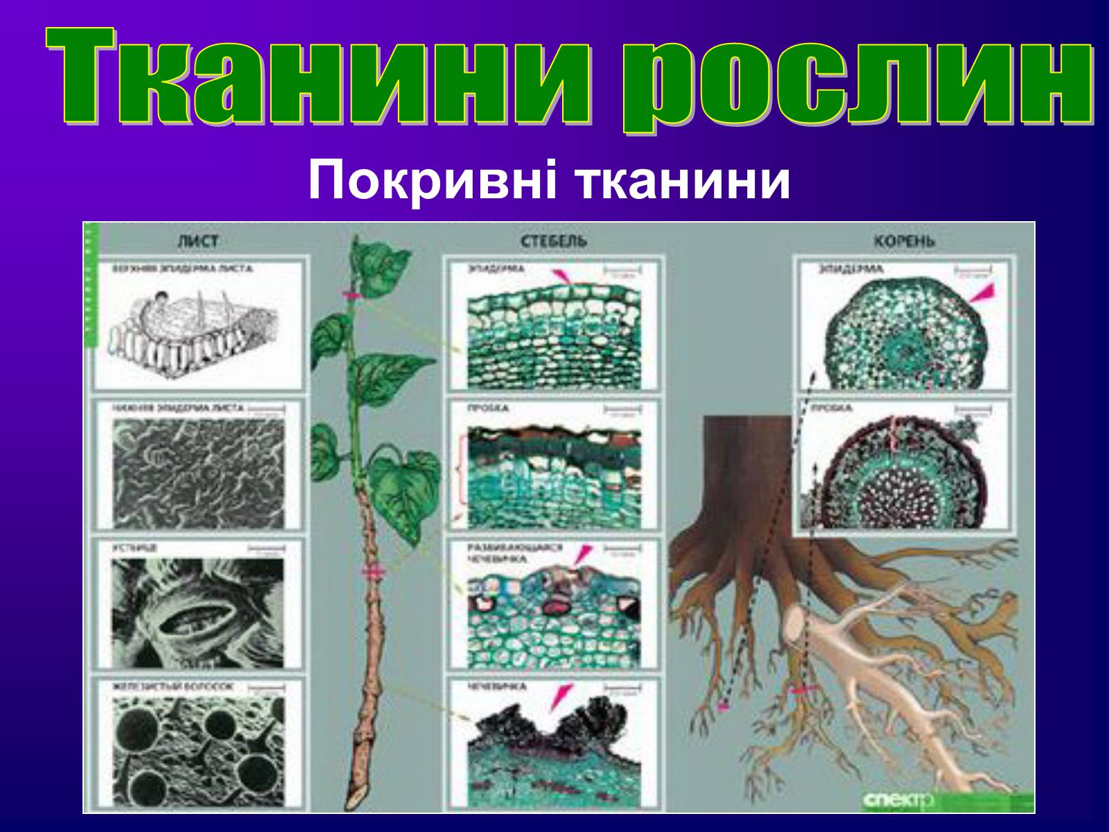 Презентація на тему «Різноманітність тканин живих організмів» - Слайд #16