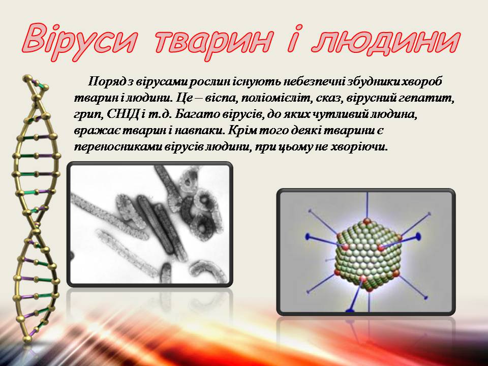 Презентація на тему «Віруси та бактеріофаги» - Слайд #7