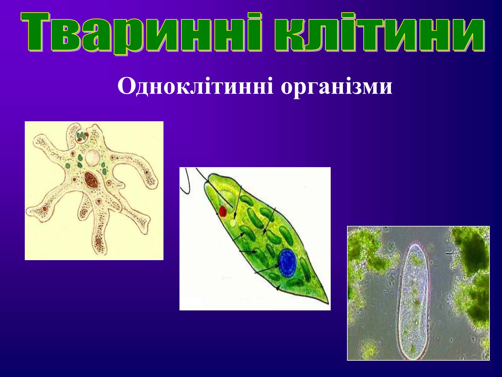 Презентація на тему «Різноманітність тканин живих організмів» - Слайд #29