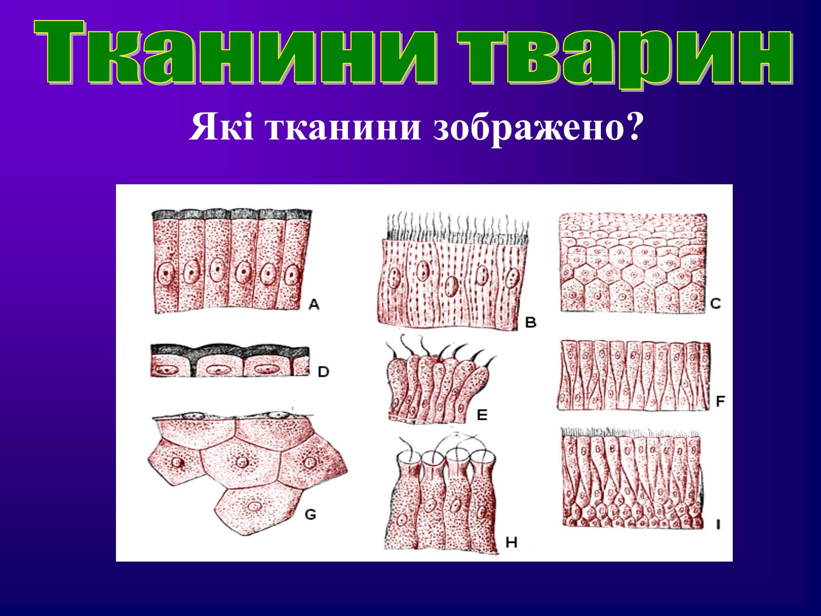 Презентація на тему «Різноманітність тканин живих організмів» - Слайд #40