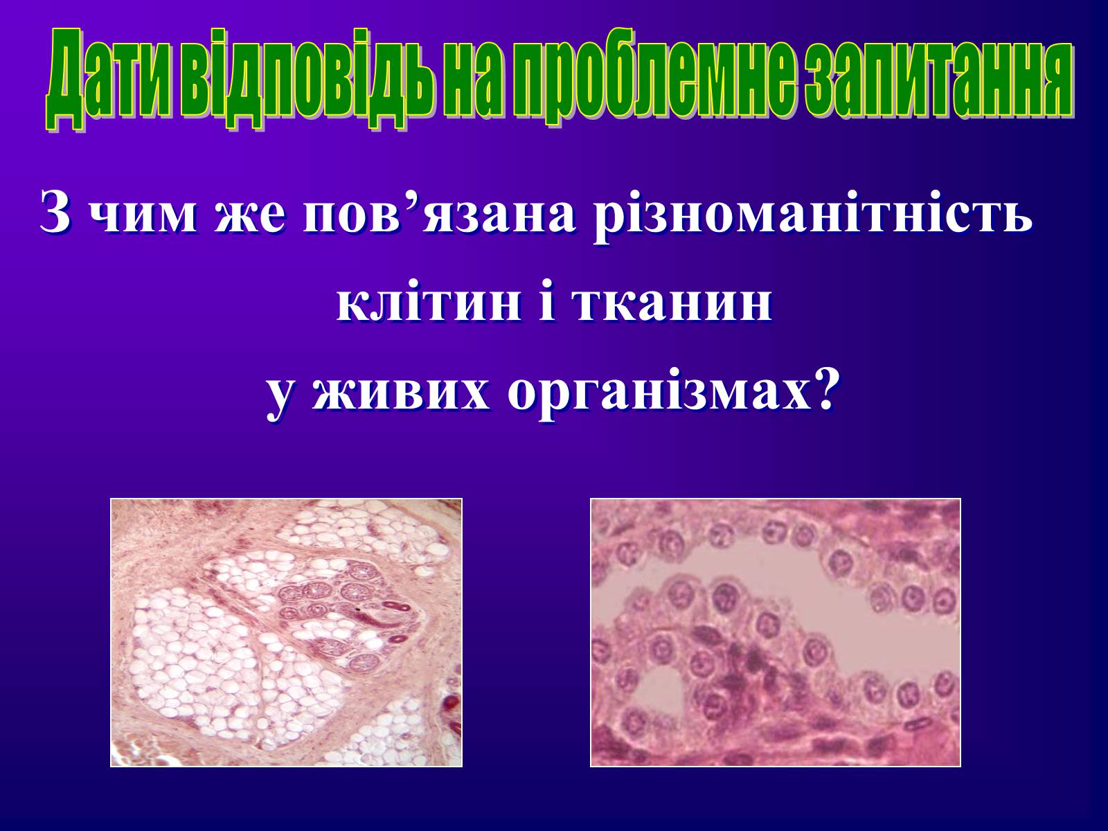Презентація на тему «Різноманітність тканин живих організмів» - Слайд #41