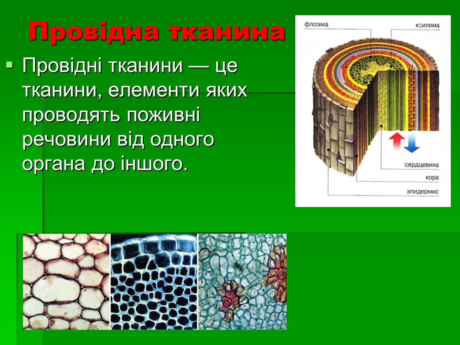 Презентація на тему «Тканини рослинного організму» - Слайд #5