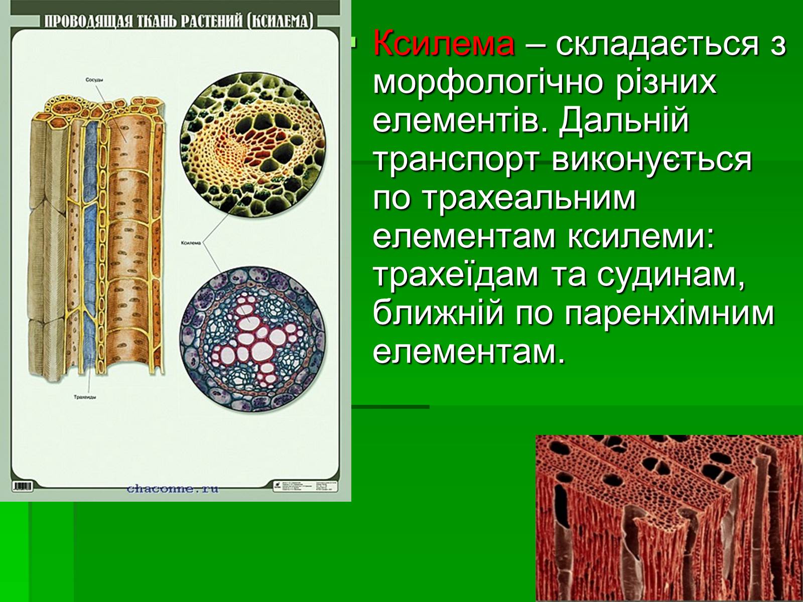 Презентація на тему «Тканини рослинного організму» - Слайд #7